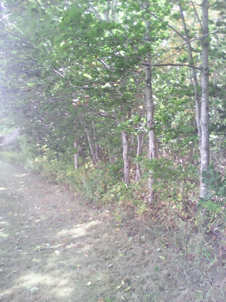 Side of Forest