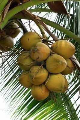 coco da bahia