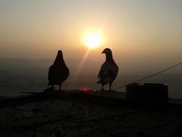 Birds