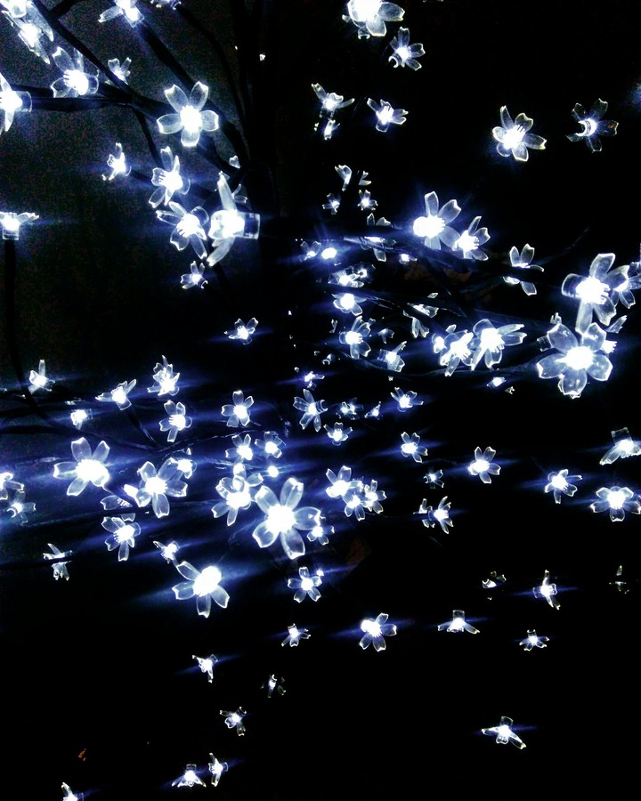 light tree