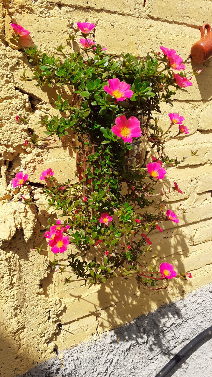 flores