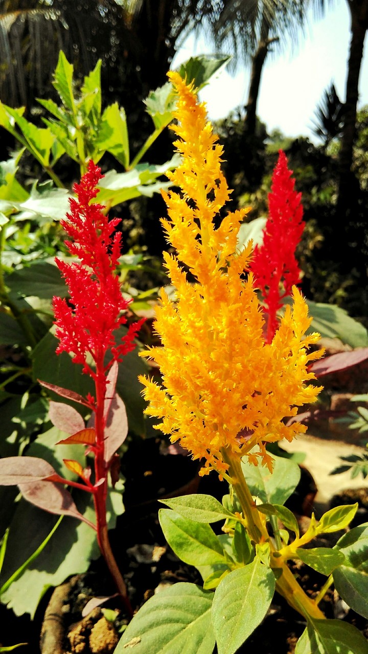 winter Flower