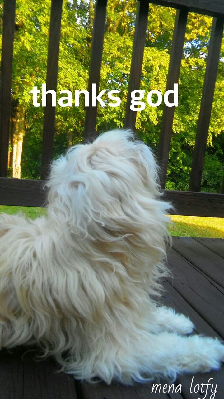 my dog with my words