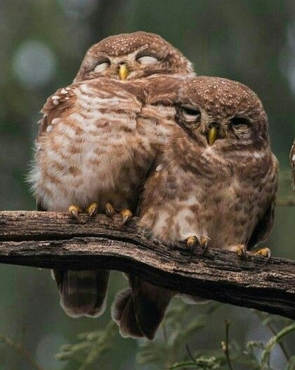 sweeties