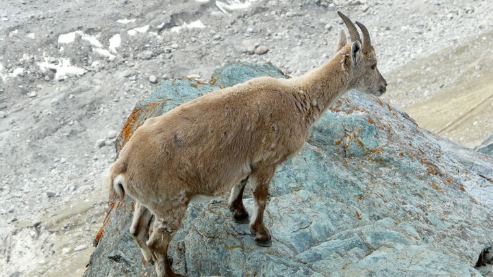 Steinbock auf dem Gornergrat