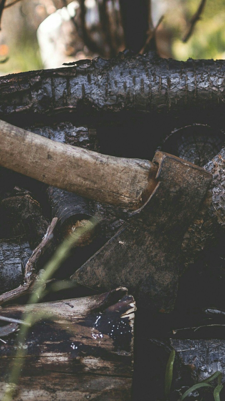природа , лес