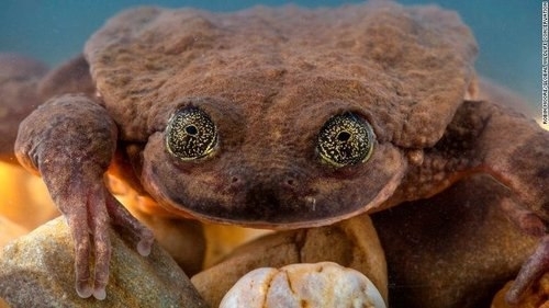frog
