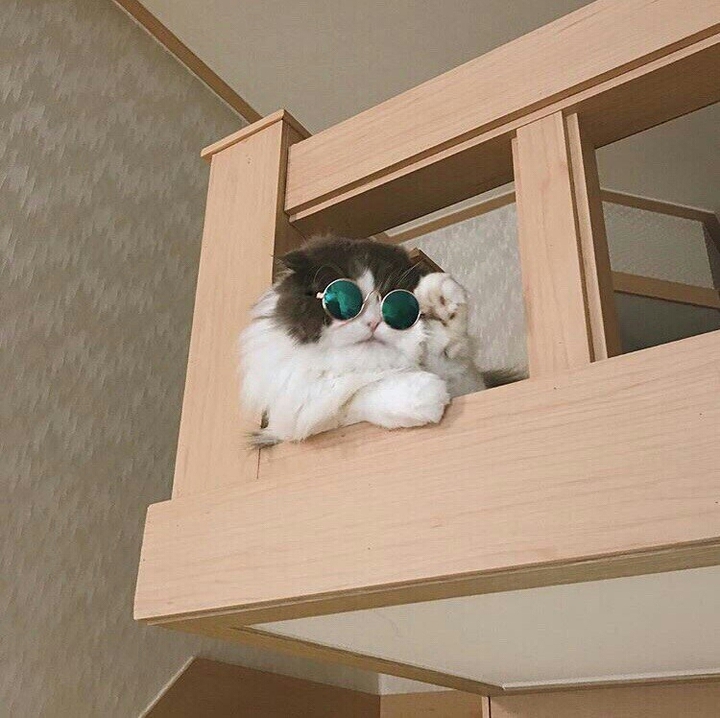 it's a cat with glasses