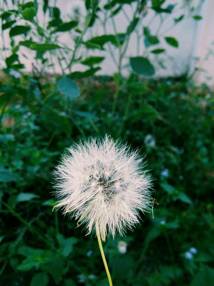 Nature
