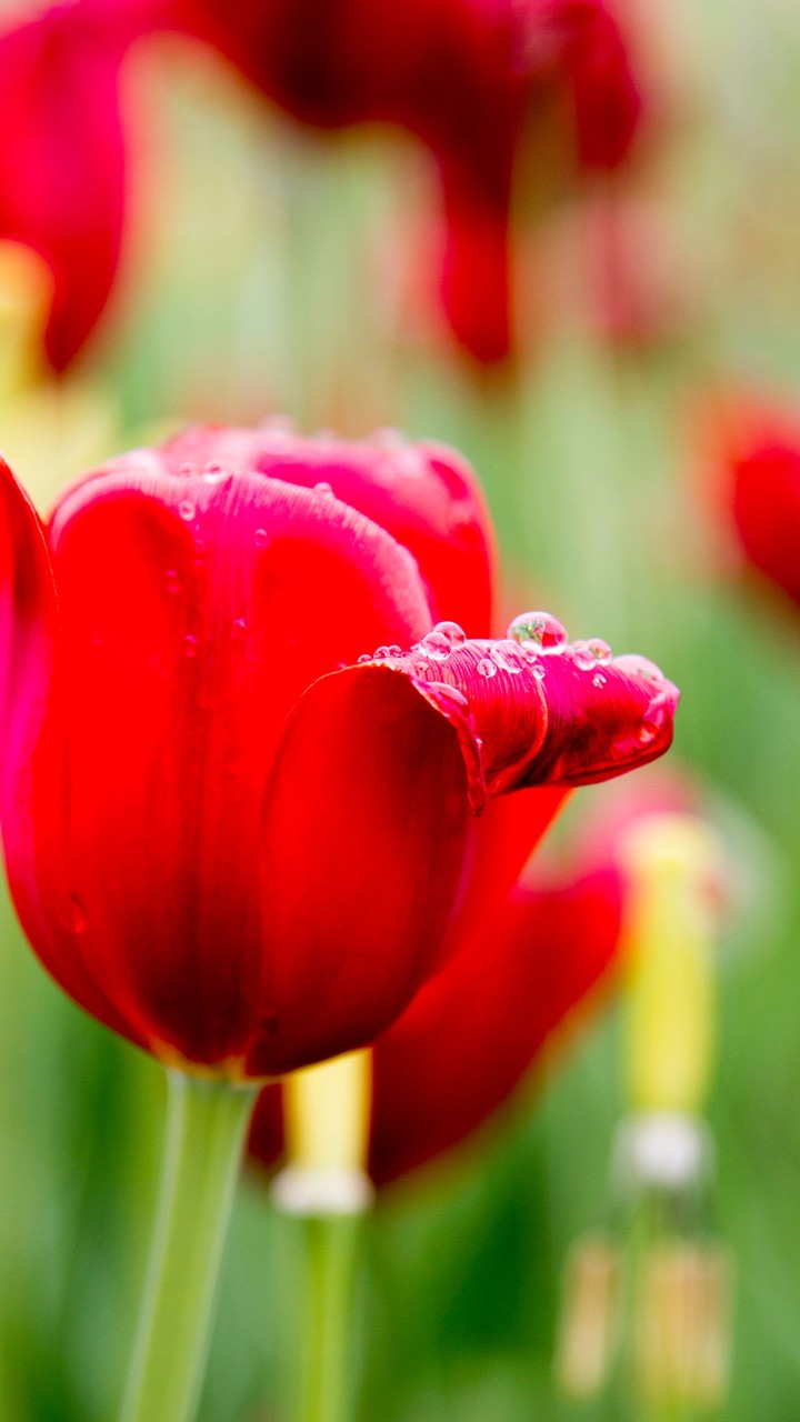 Red Tulips