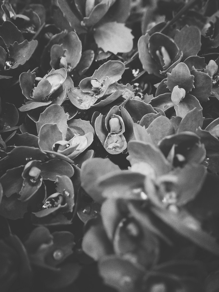 water drops