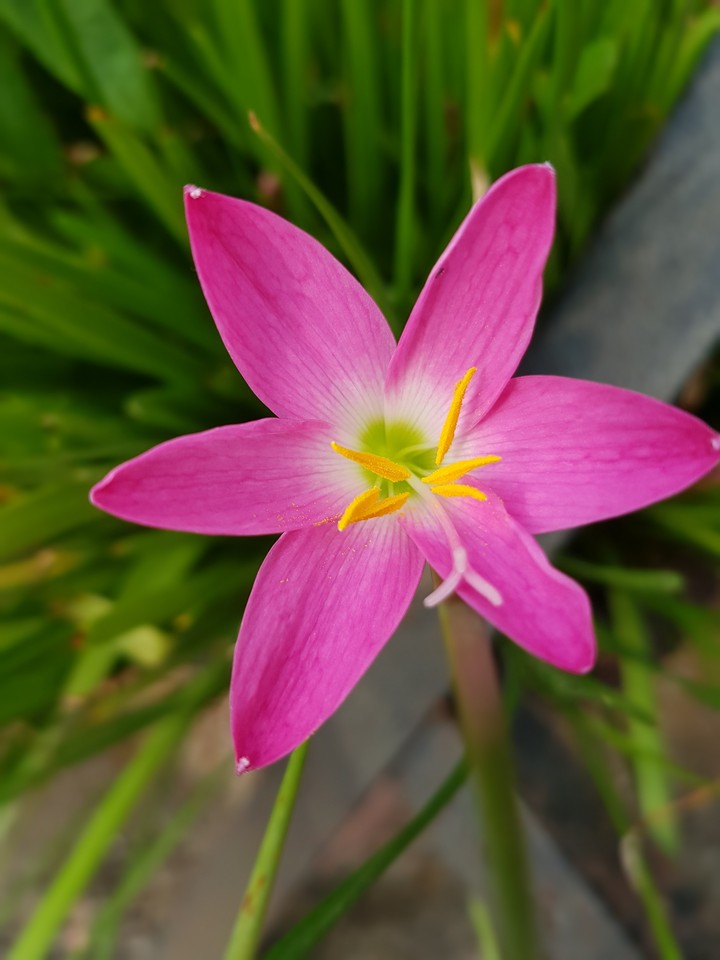 A Pink Flower