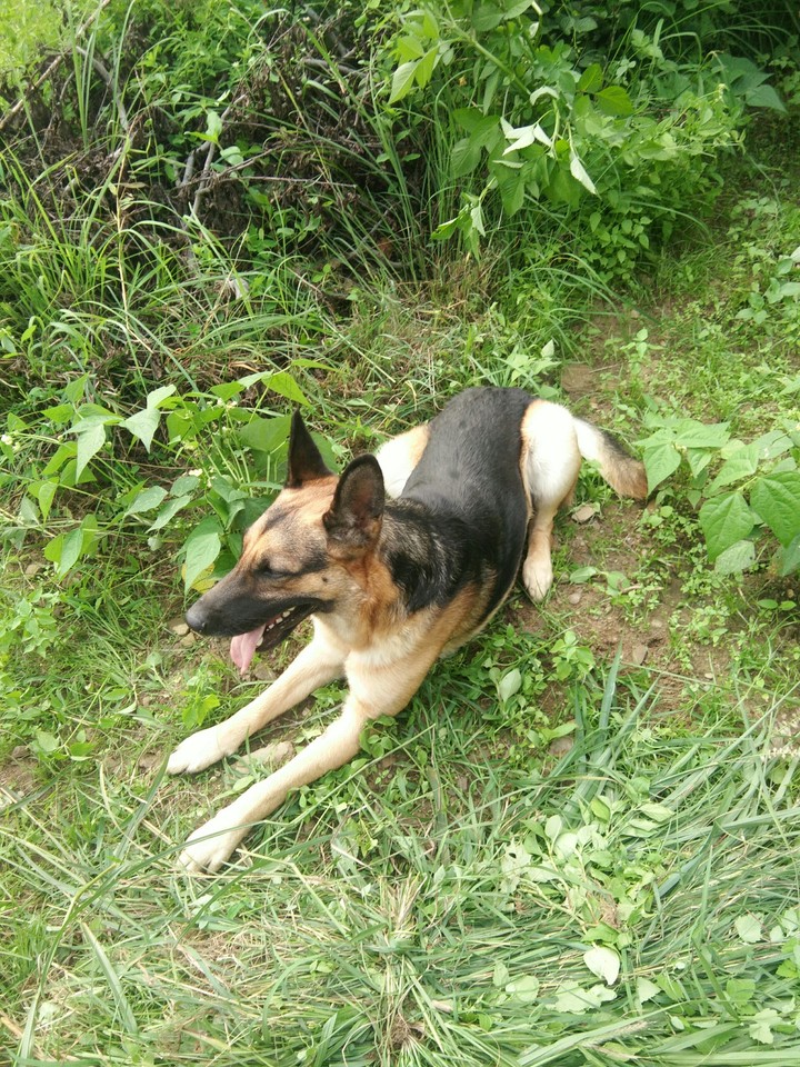 german shepherd