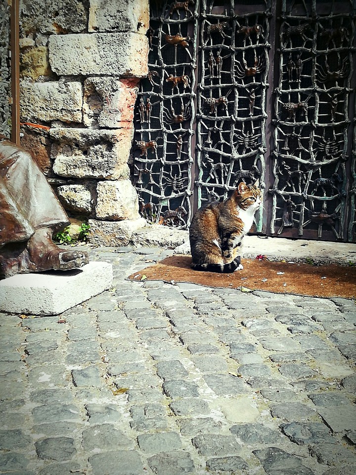 cat