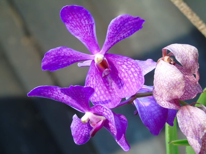 flowers (hoa ngày xuân)