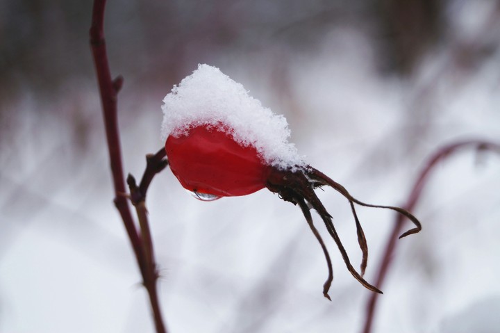 snow berry