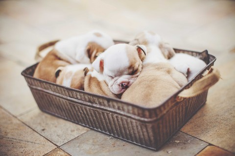 sfondi dog, puppy
