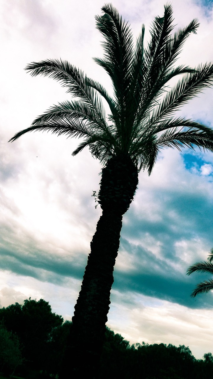 palm. tree