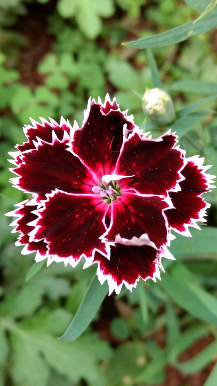 Alone in the Garden