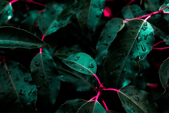 plant