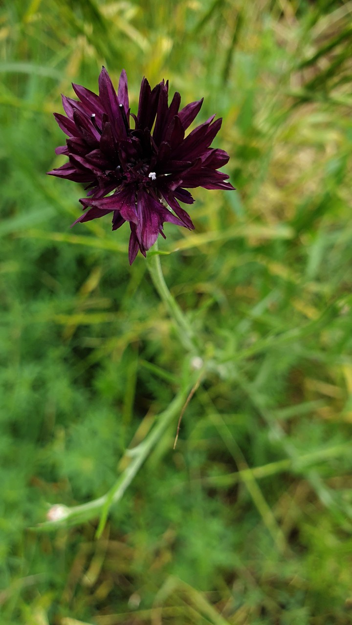 knapweed