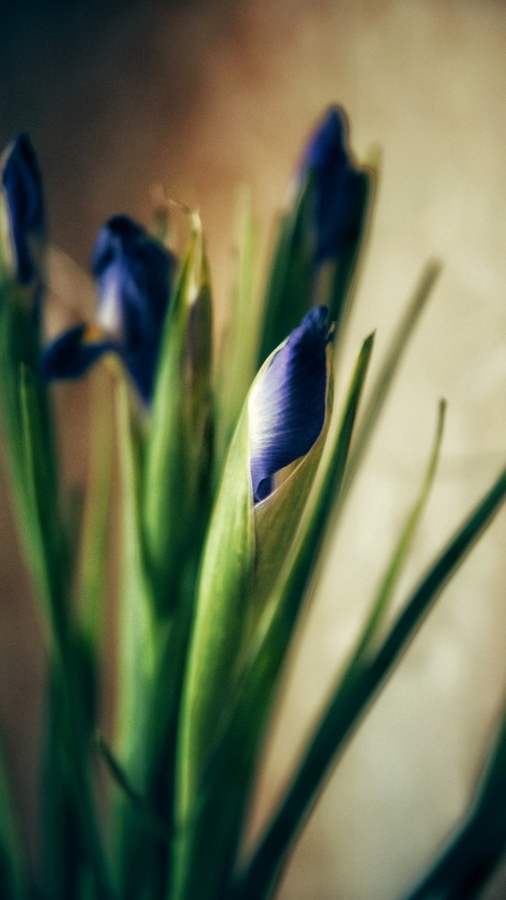 Wallpaper for lockscreen phone