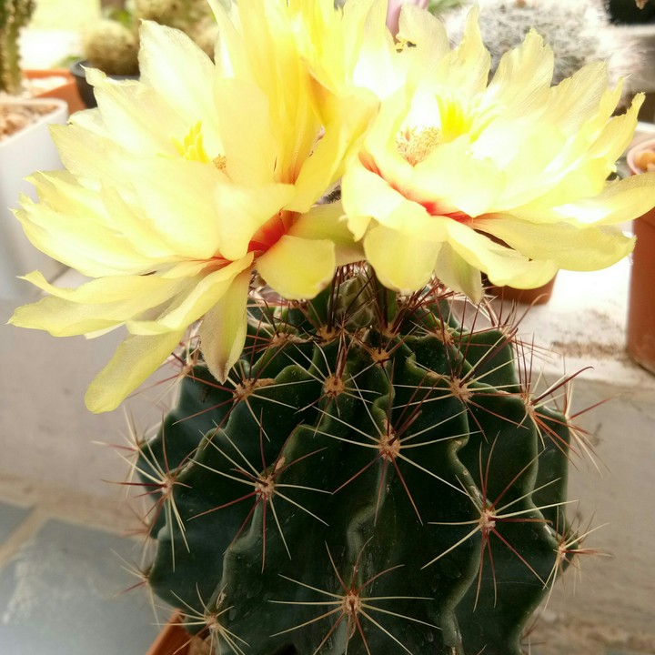 Yellow