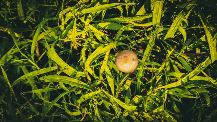 baby mushroom
