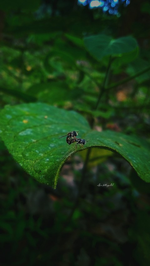 Mating Time ?