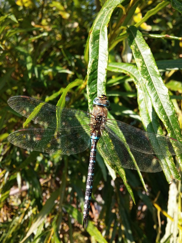Libelle