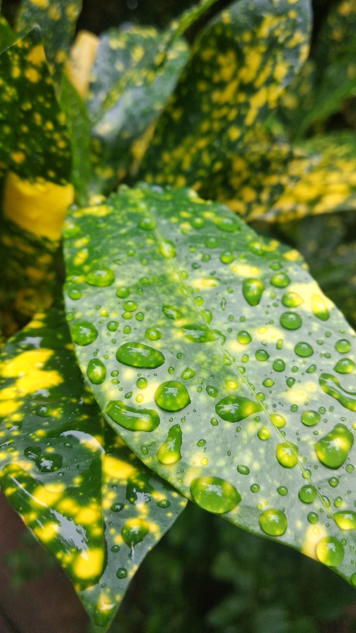 leave and rain