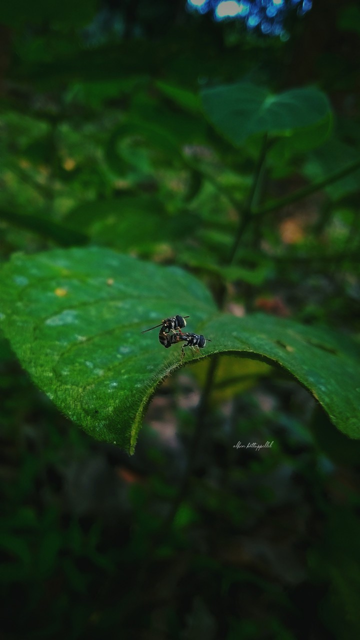 Mating Time ?