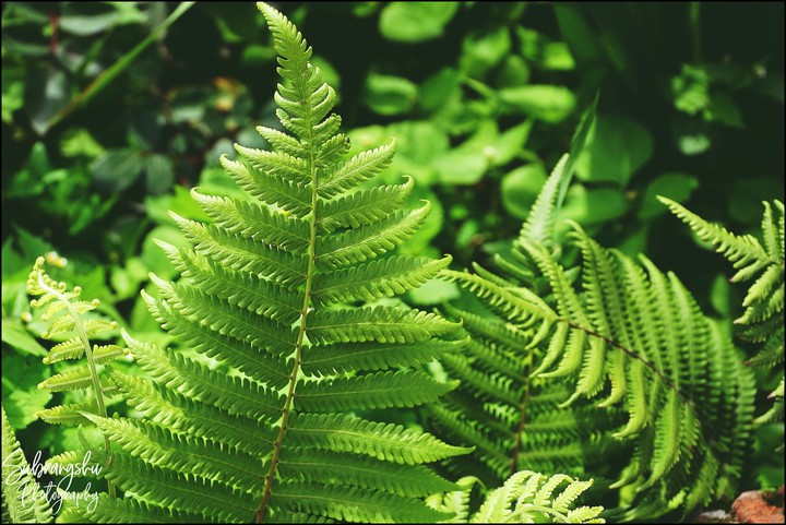 fern