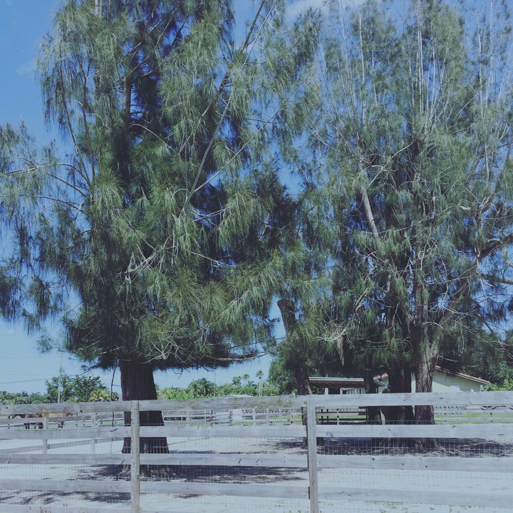 some old trees