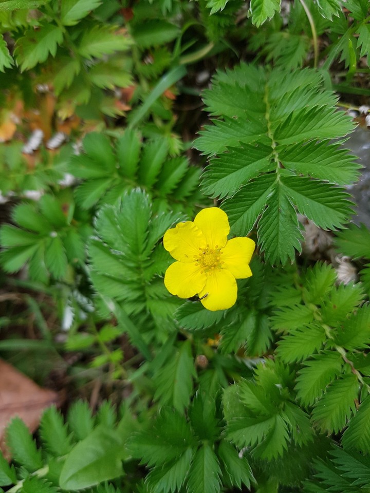 Blume