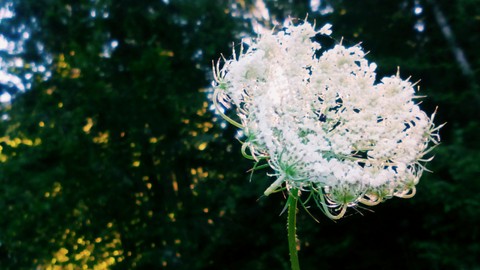 обои spring, plant