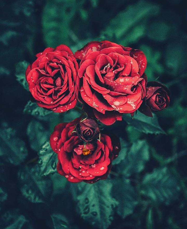 rose