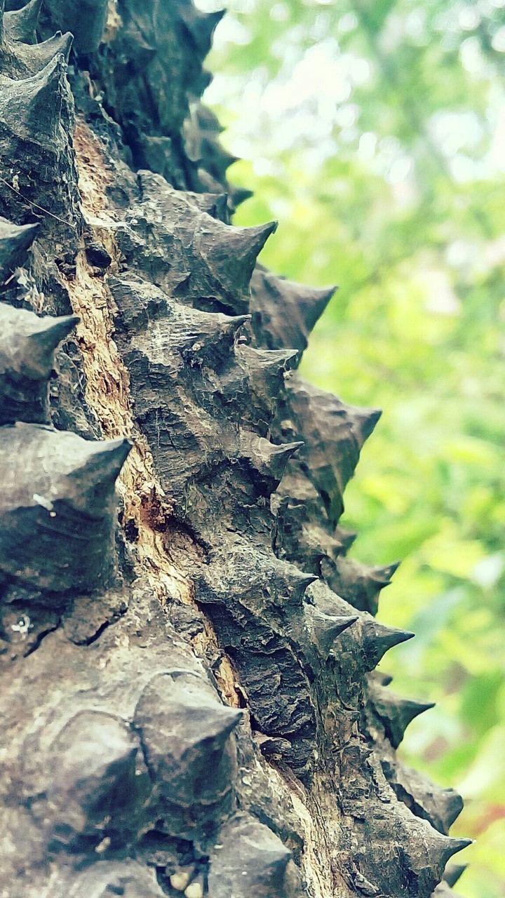 nature
