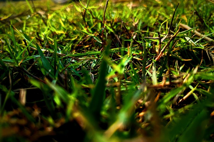 Grass