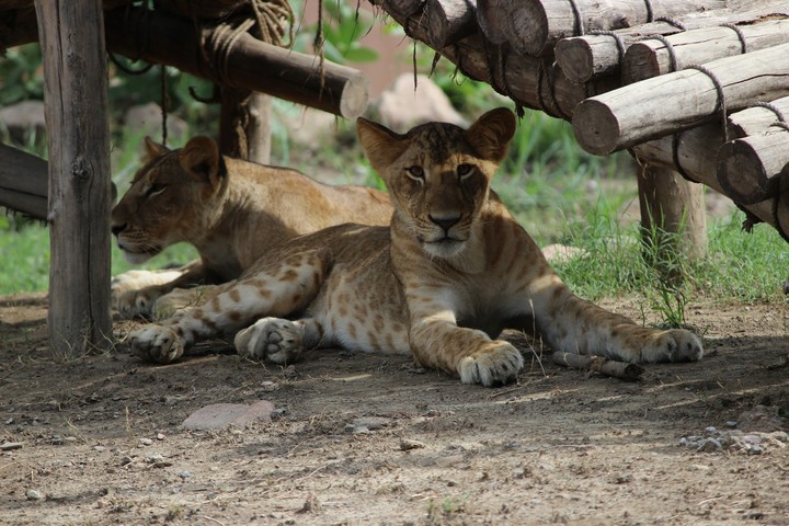 lion_cub