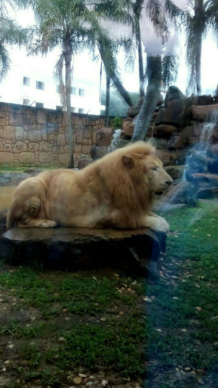 leão