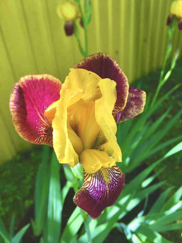 flower