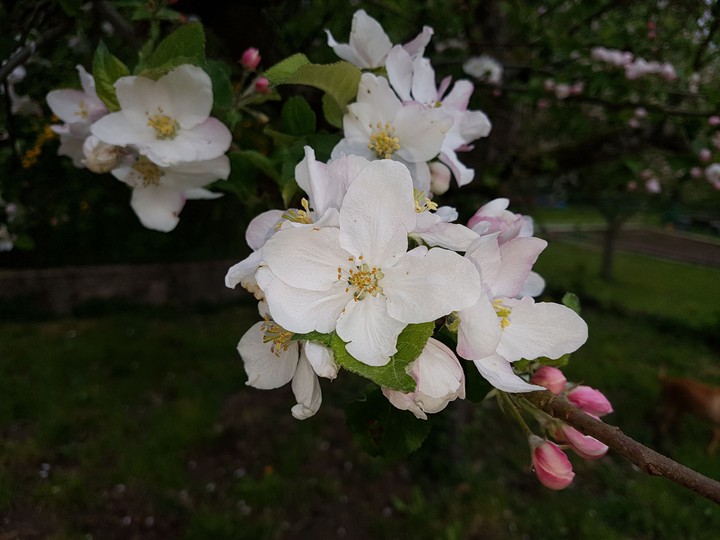 Bloom of the apple Tree