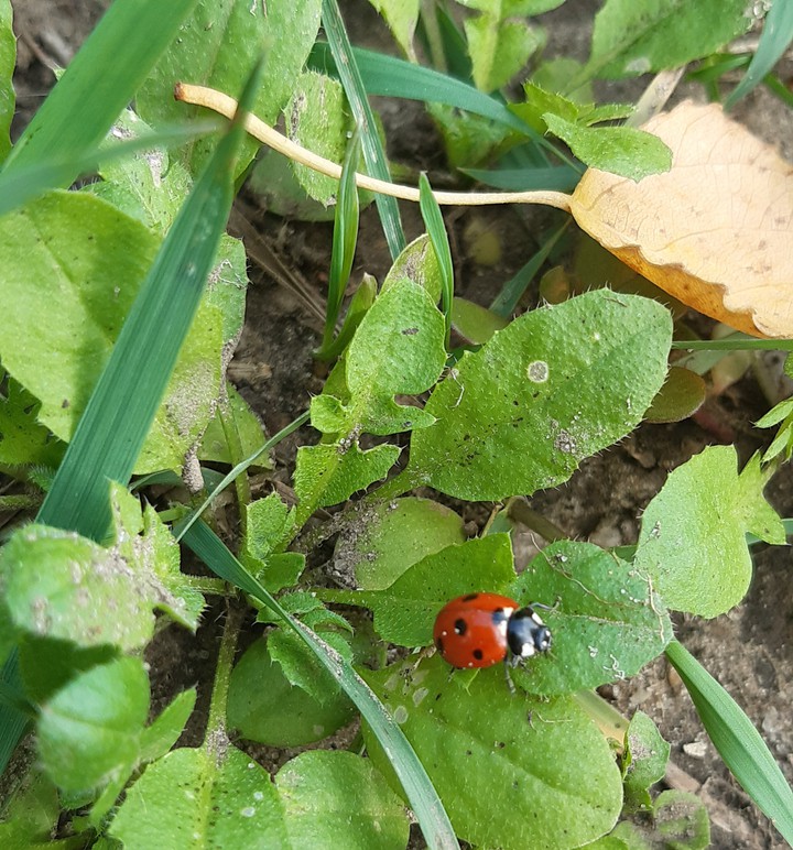 Жучок-божья коровка