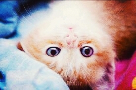 cute cate