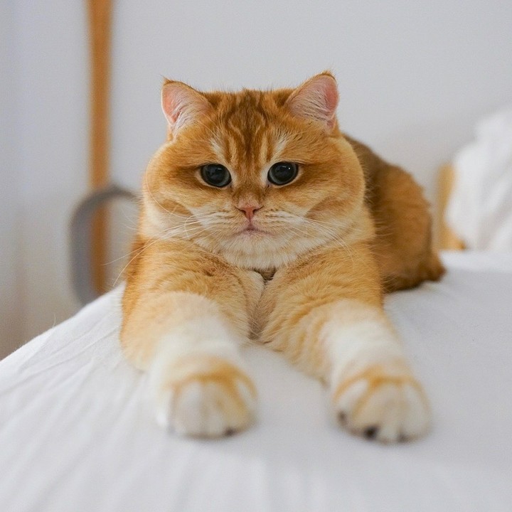 cat