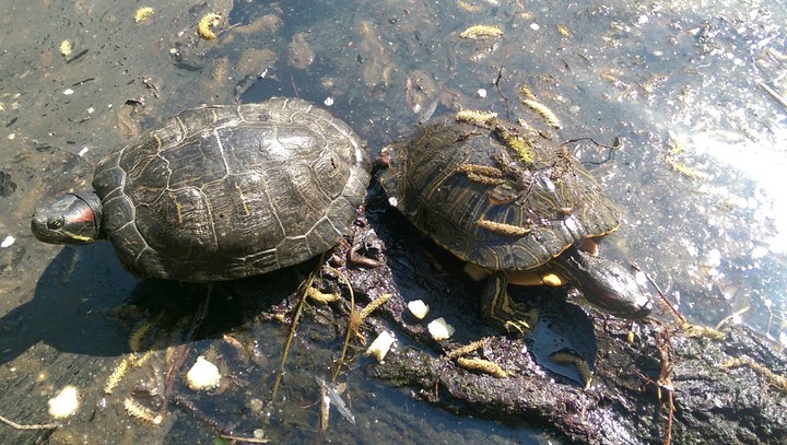 Turtles in a lake