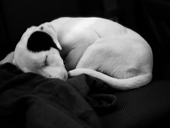 Puppy