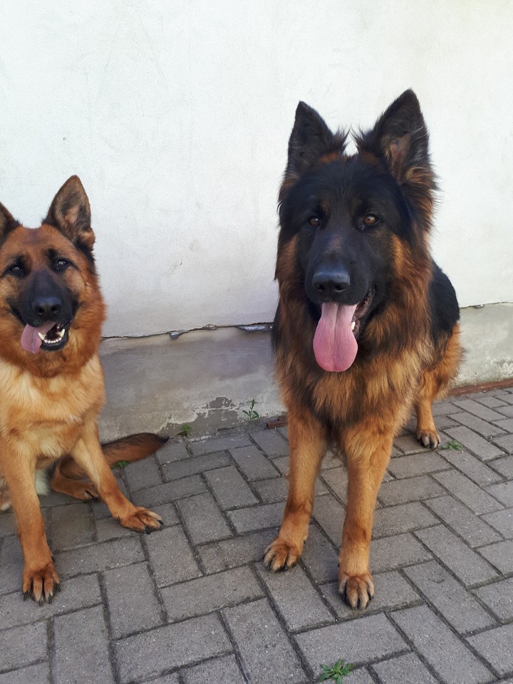 dogs❤