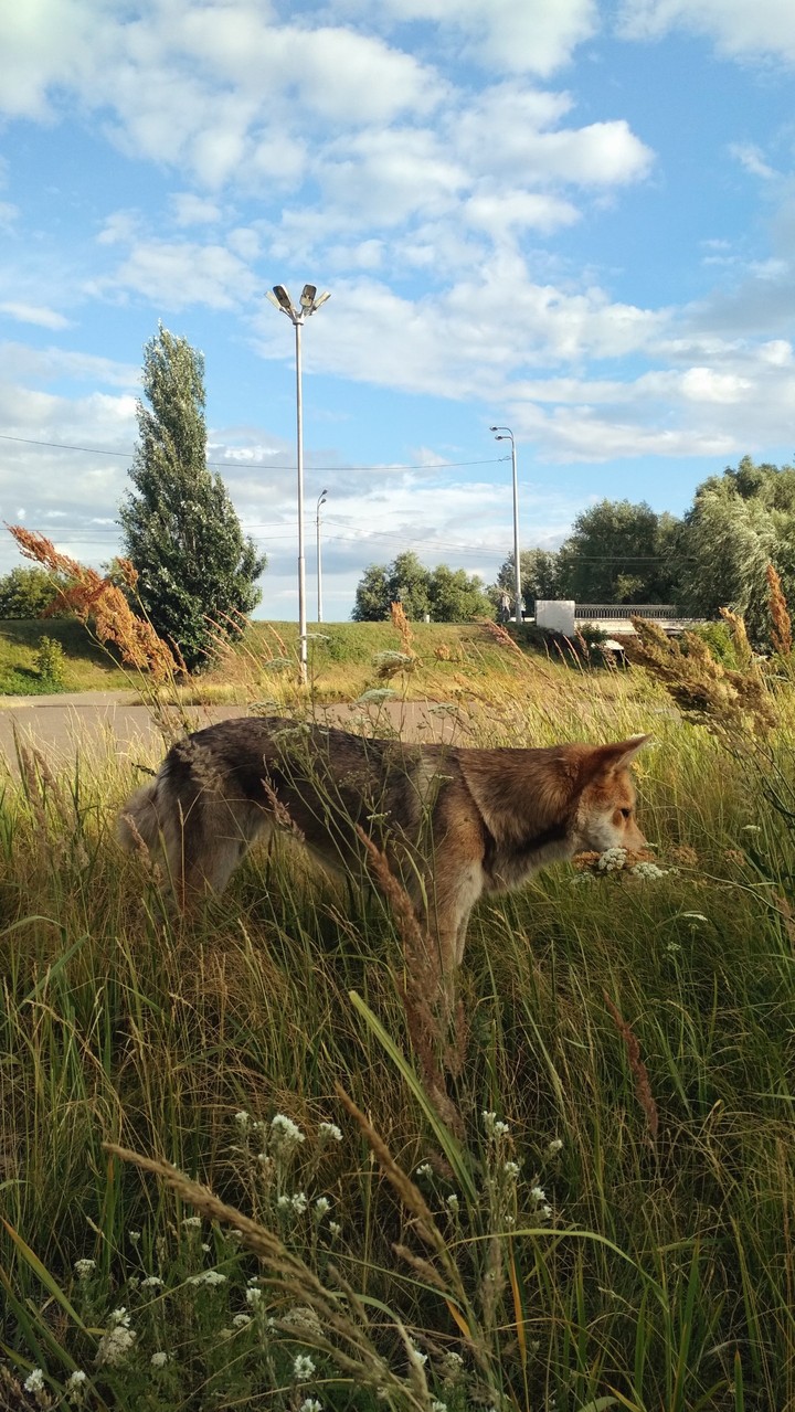 a dog's purpose